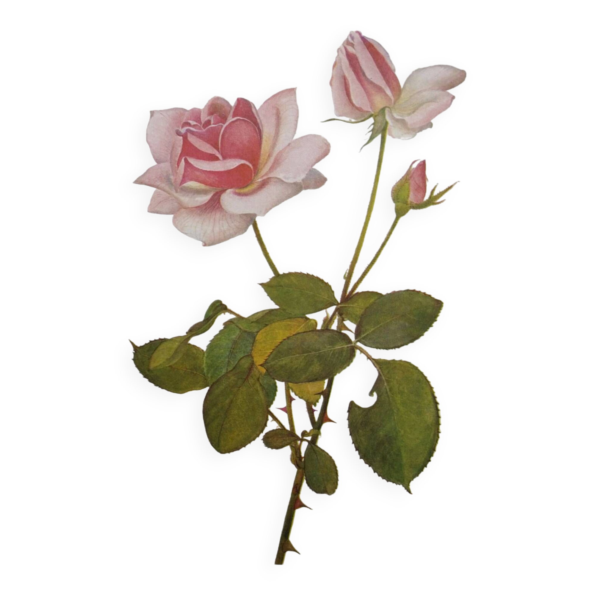 Botanical plate from 1968 Madame Caroline Testout - Vintage flower and rose illustration