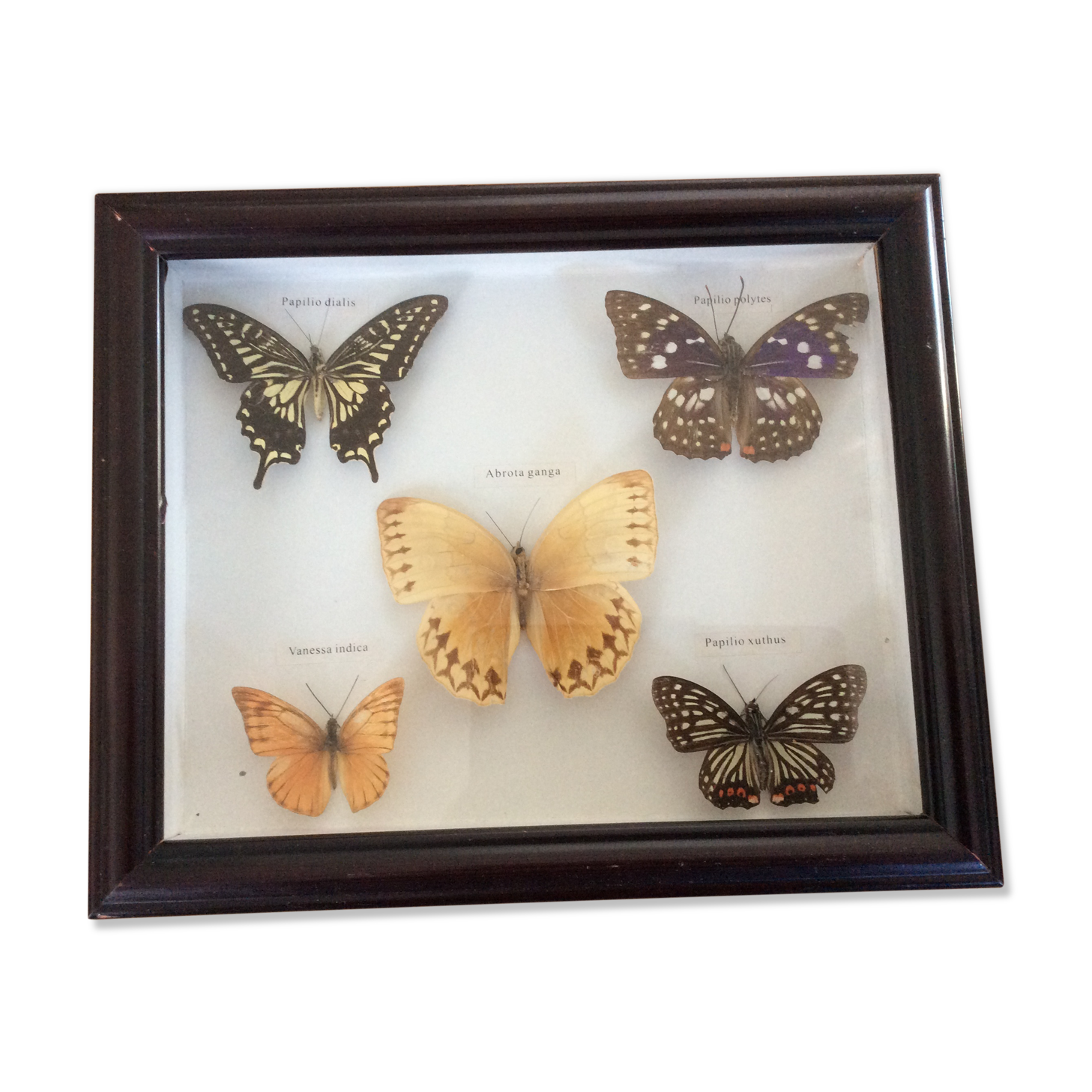 Naturalized butterfly frame
