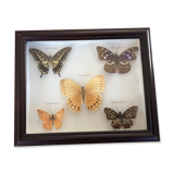 Naturalized butterfly frame