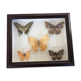 Naturalized butterfly frame