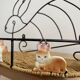 Wrought iron shelf and porcelain rabbit figurines