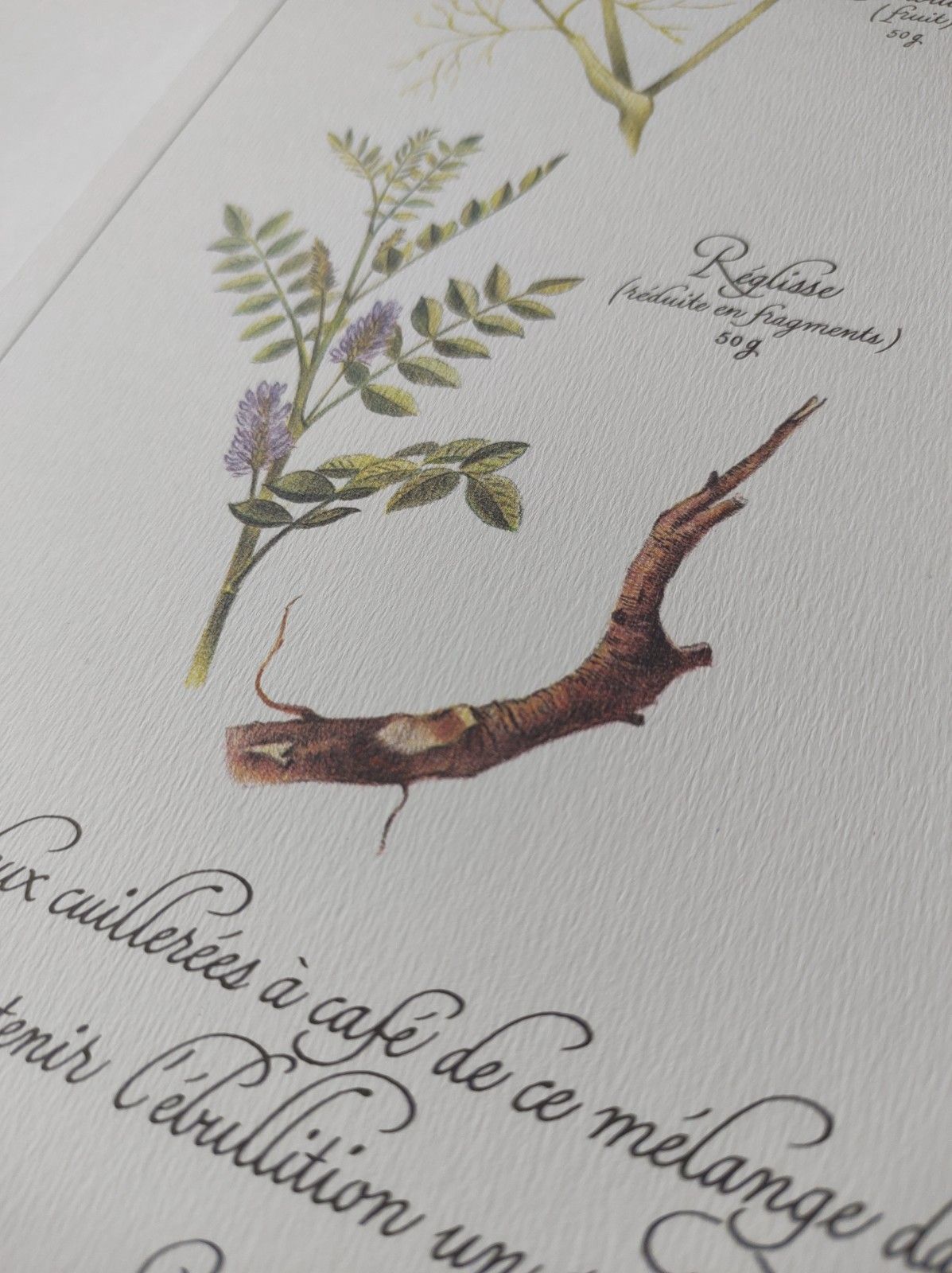 Botanical engraving -Herbal tea to exonerate- Illustration of medicinal plants and herbs
