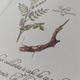 Botanical engraving -Herbal tea to exonerate- Illustration of medicinal plants and herbs