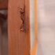 Beveled glass wall mirror in solid wood frame