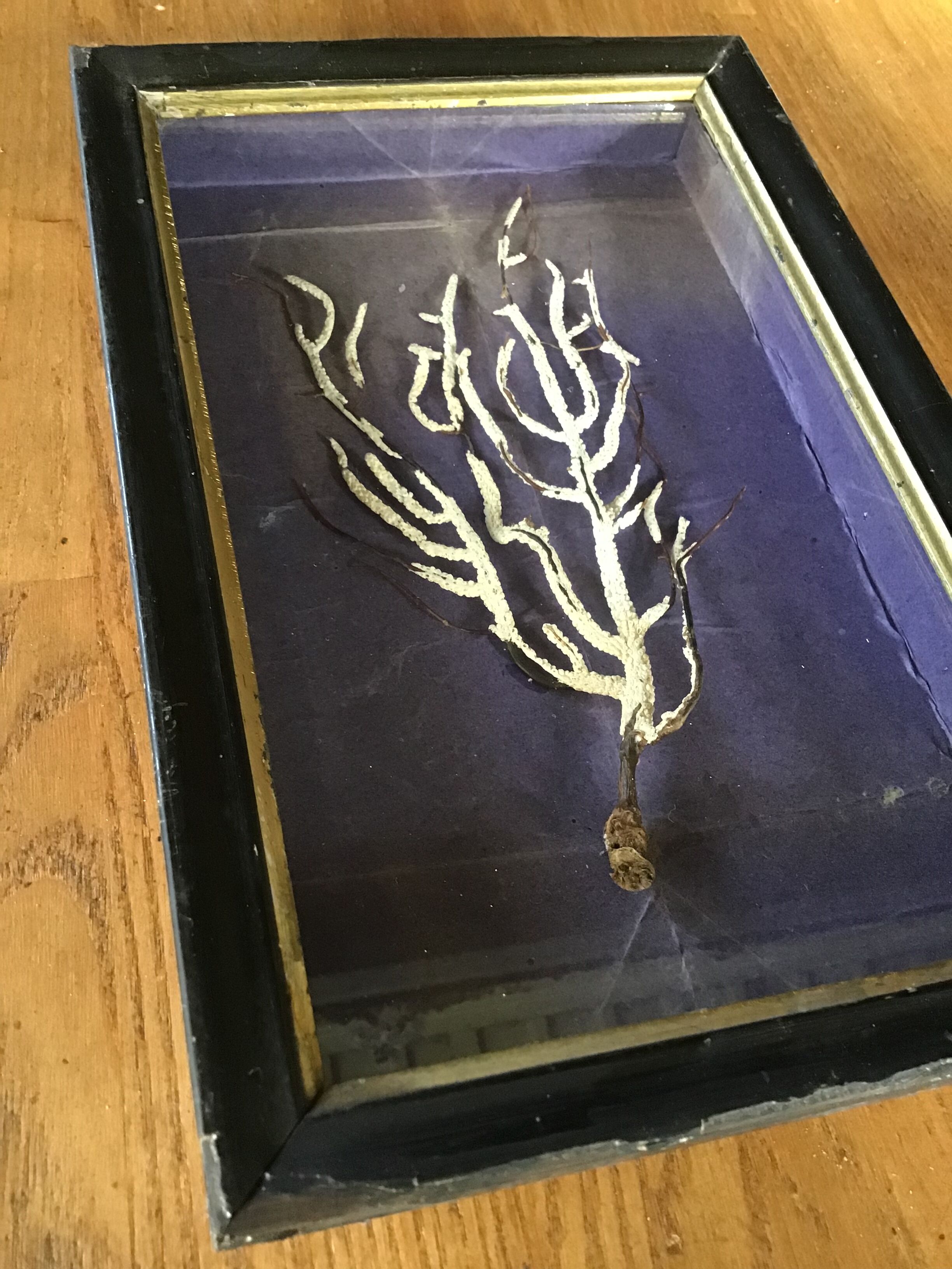 Cadre cabinet de curiosités