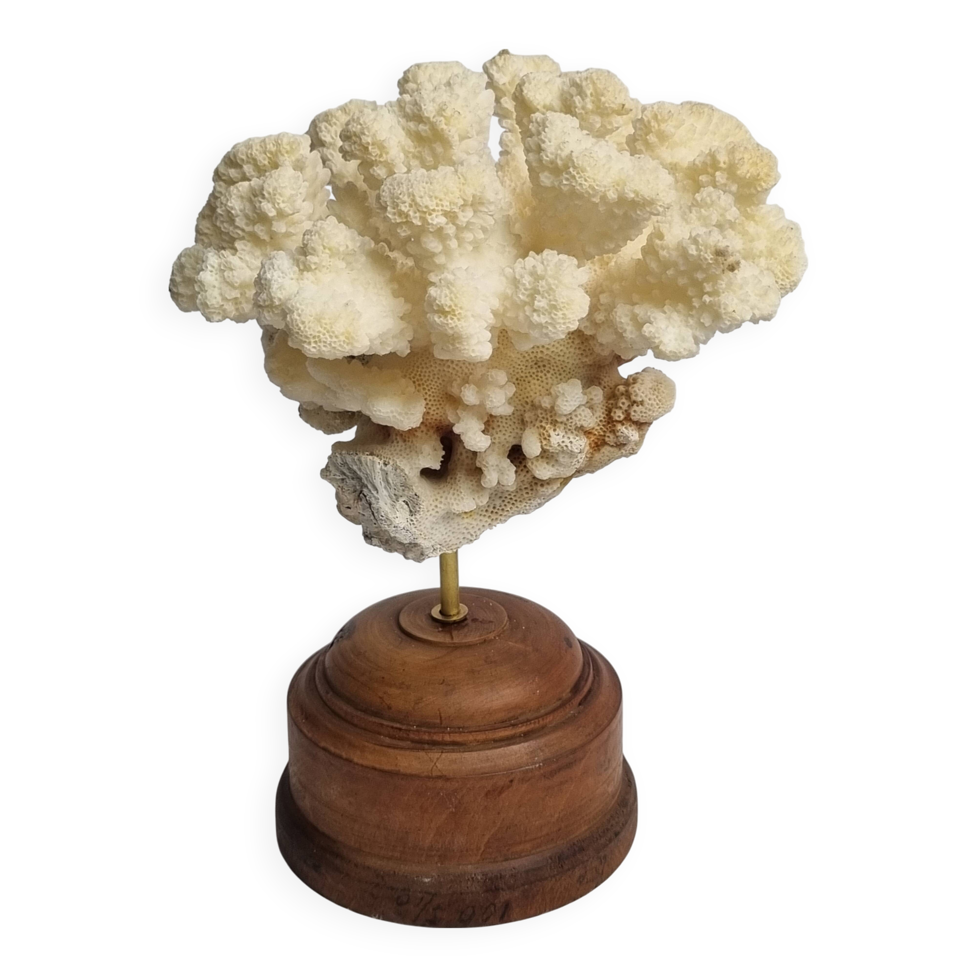 Antique natural coral mounted on turned wooden base, 17 cm