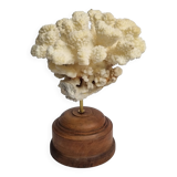 Antique natural coral mounted on turned wooden base, 17 cm
