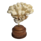 Antique natural coral mounted on turned wooden base, 17 cm