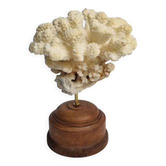 Ancien corail naturel monté sur socle en bois tourné, 17 cm