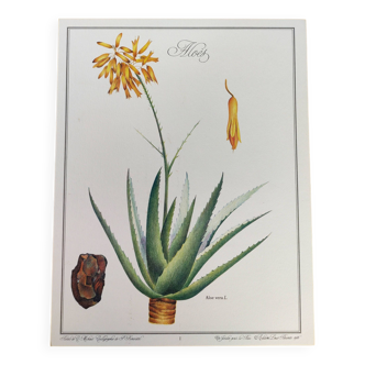 Botanical engraving Aloes