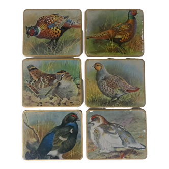 Bird coasters