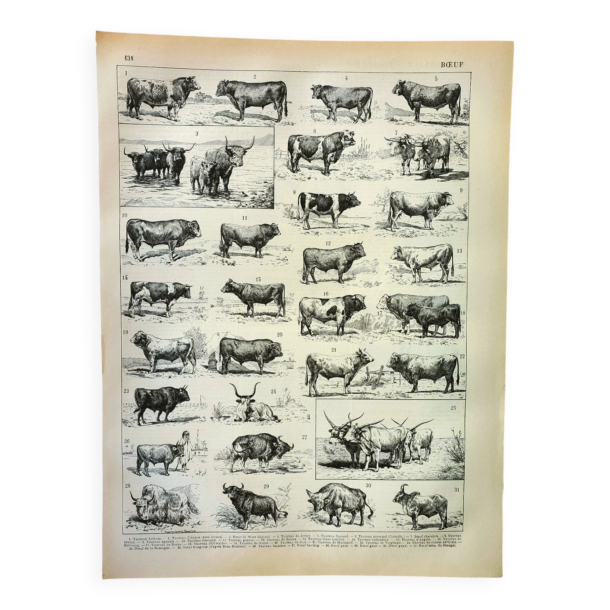 Antique engraving 1898, Ox, cow, bull, calf • Lithograph, original illustration