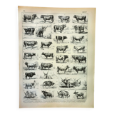Gravure ancienne 1898, Bœuf, vache, taureau, veau • Lithographie, illustration originale