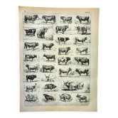 Antique engraving 1898, Ox, cow, bull, calf • Lithograph, original illustration