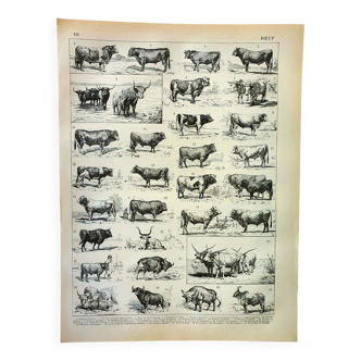 Antique engraving 1898, Ox, cow, bull, calf • Lithograph, original illustration