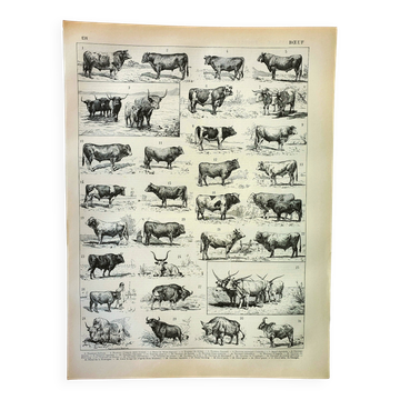 Gravure ancienne 1898, Bœuf, vache, taureau, veau • Lithographie, illustration originale