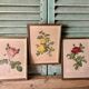 Set of 3 old botanical engravings – after Redouté – Roses, reissue