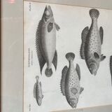 Fish engraving