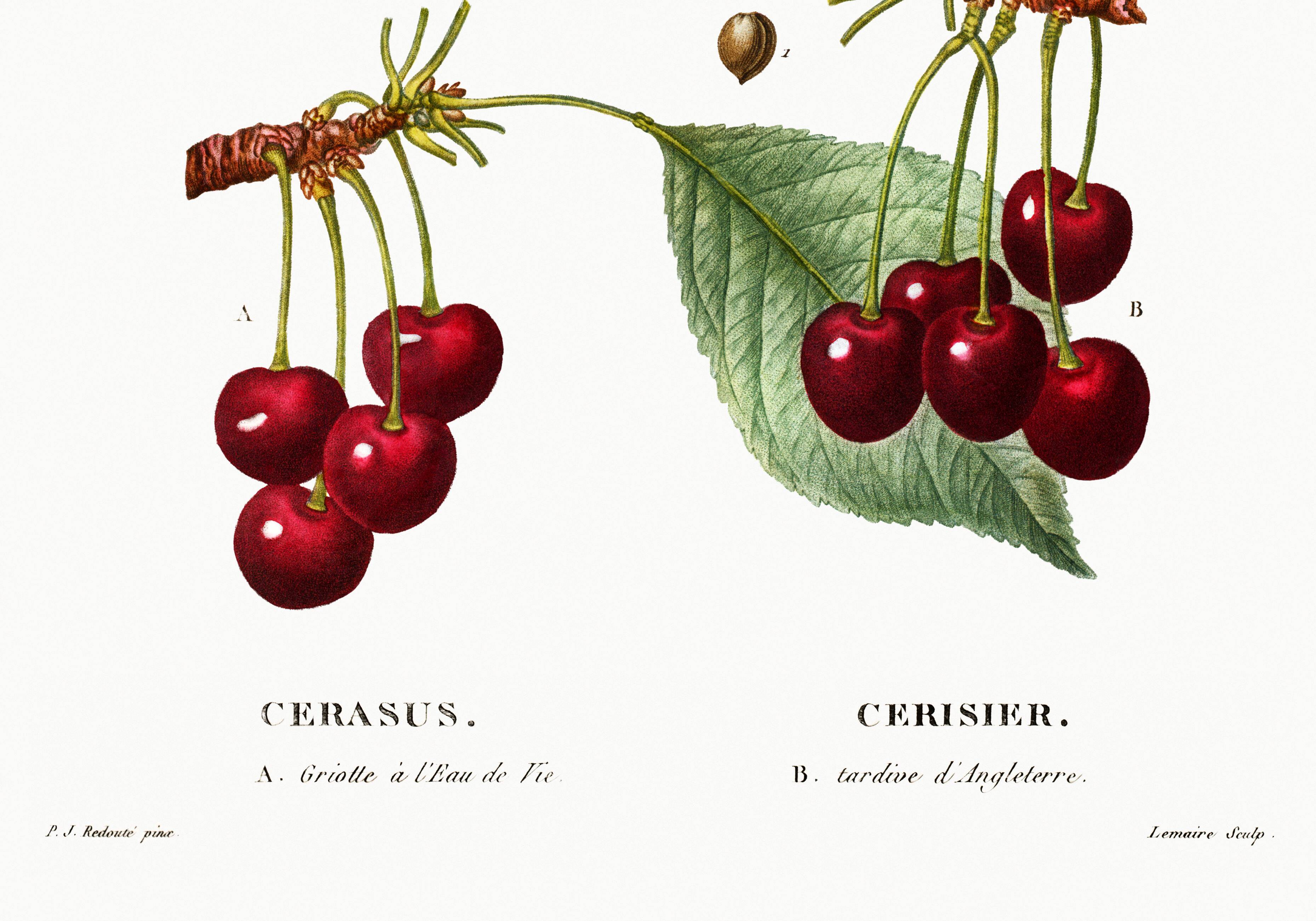 Vintage poster of a cherry tree, based on an 1802 engraving