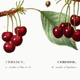 Vintage poster of a cherry tree, based on an 1802 engraving