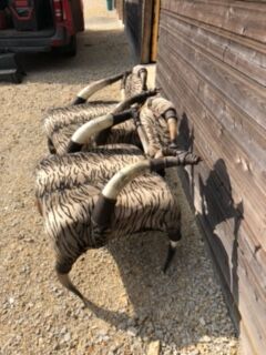 Set of 2 ethnic buffalo horn armchairs