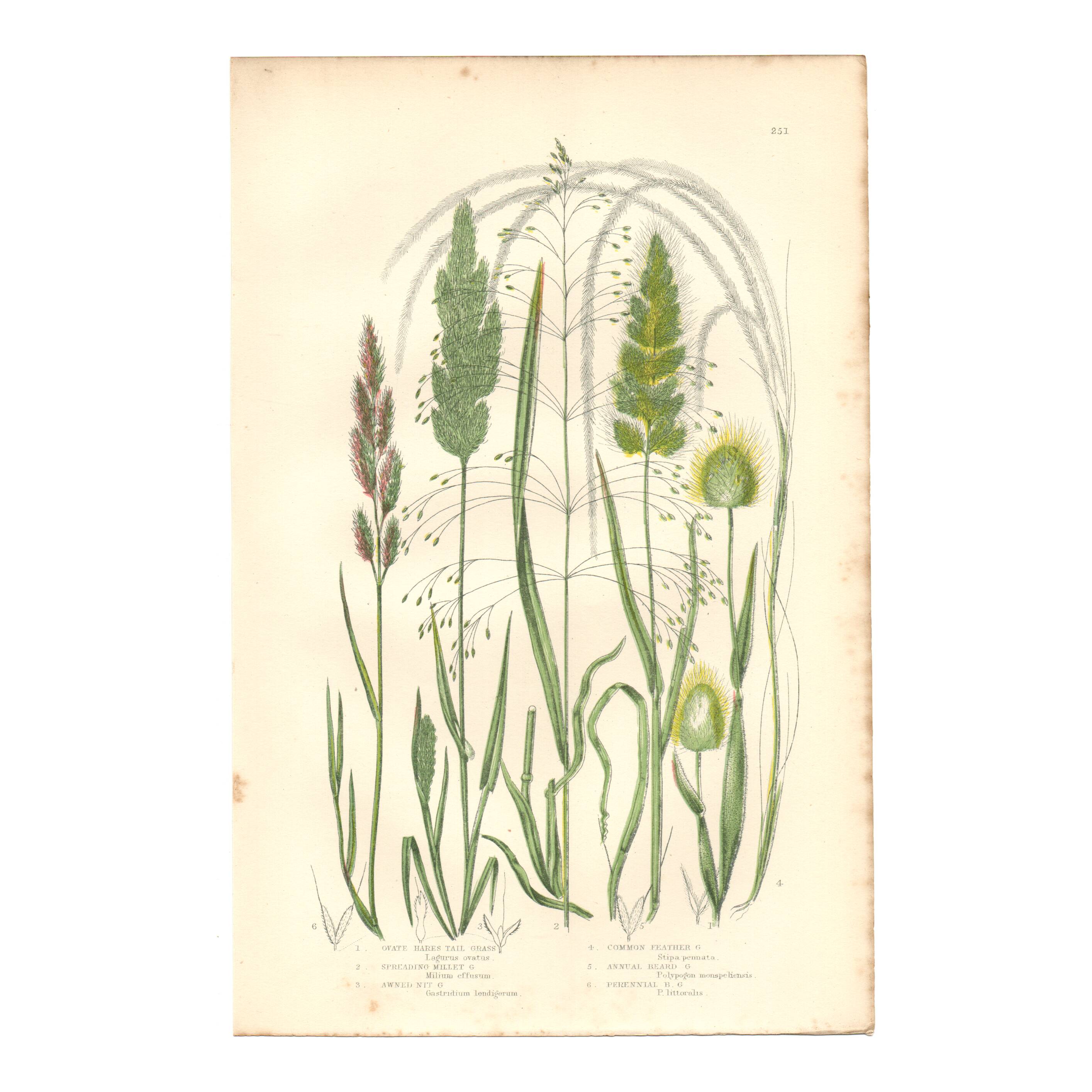 Gravure botanique ancienne. Fleur