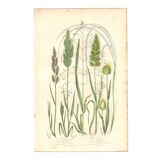 Gravure botanique ancienne. Fleur