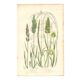 Antique botanical engraving. Flower