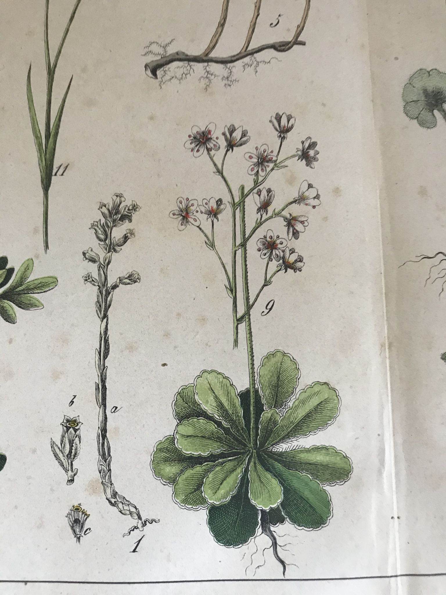 Planche botanique du XIXeme 32x42