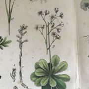 Planche botanique du XIXeme 32x42