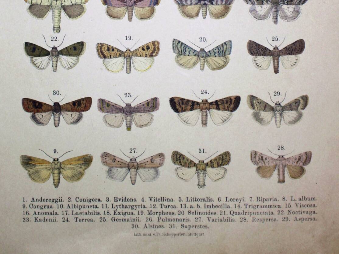 Antique print of Butterflies - Lithograph from 1887 - Andereggii - Original illustration