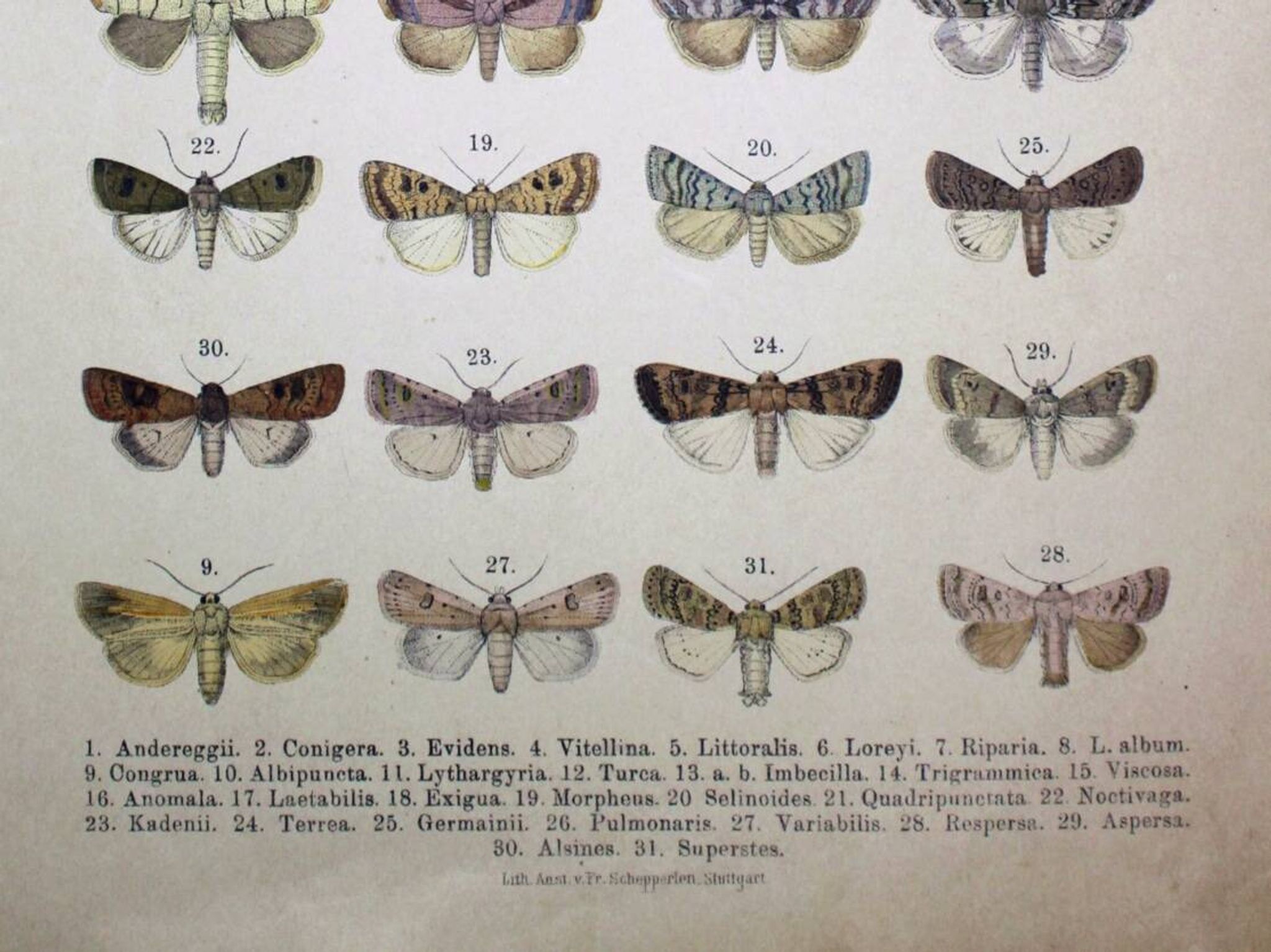 Antique print of Butterflies - Lithograph from 1887 - Andereggii - Original illustration