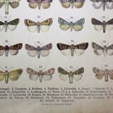 Antique print of Butterflies - Lithograph from 1887 - Andereggii - Original illustration