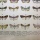 Antique print of Butterflies - Lithograph from 1887 - Andereggii - Original illustration