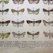 Antique print of Butterflies - Lithograph from 1887 - Andereggii - Original illustration