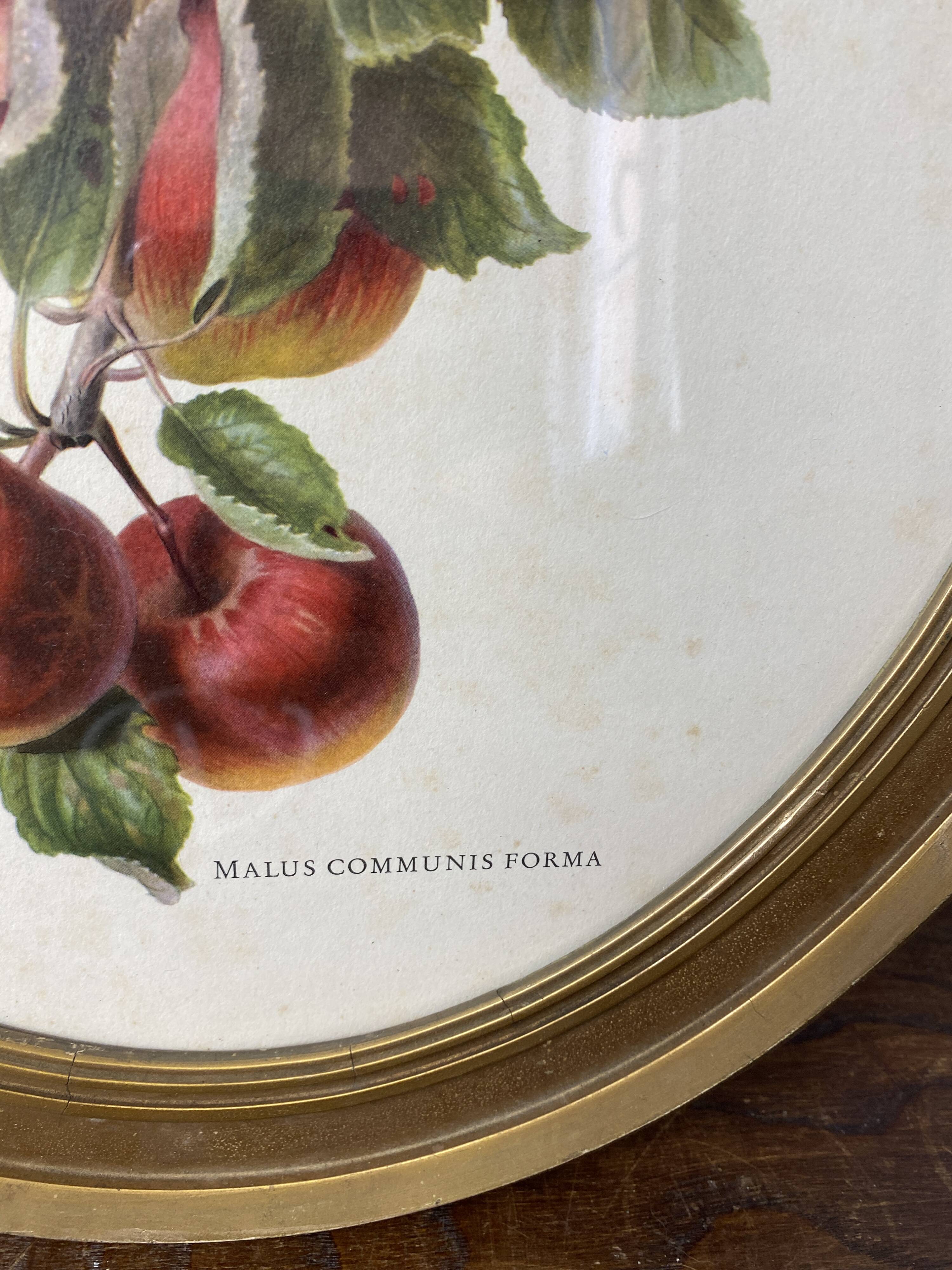 Affiche botanique Malus Communis encadrée
