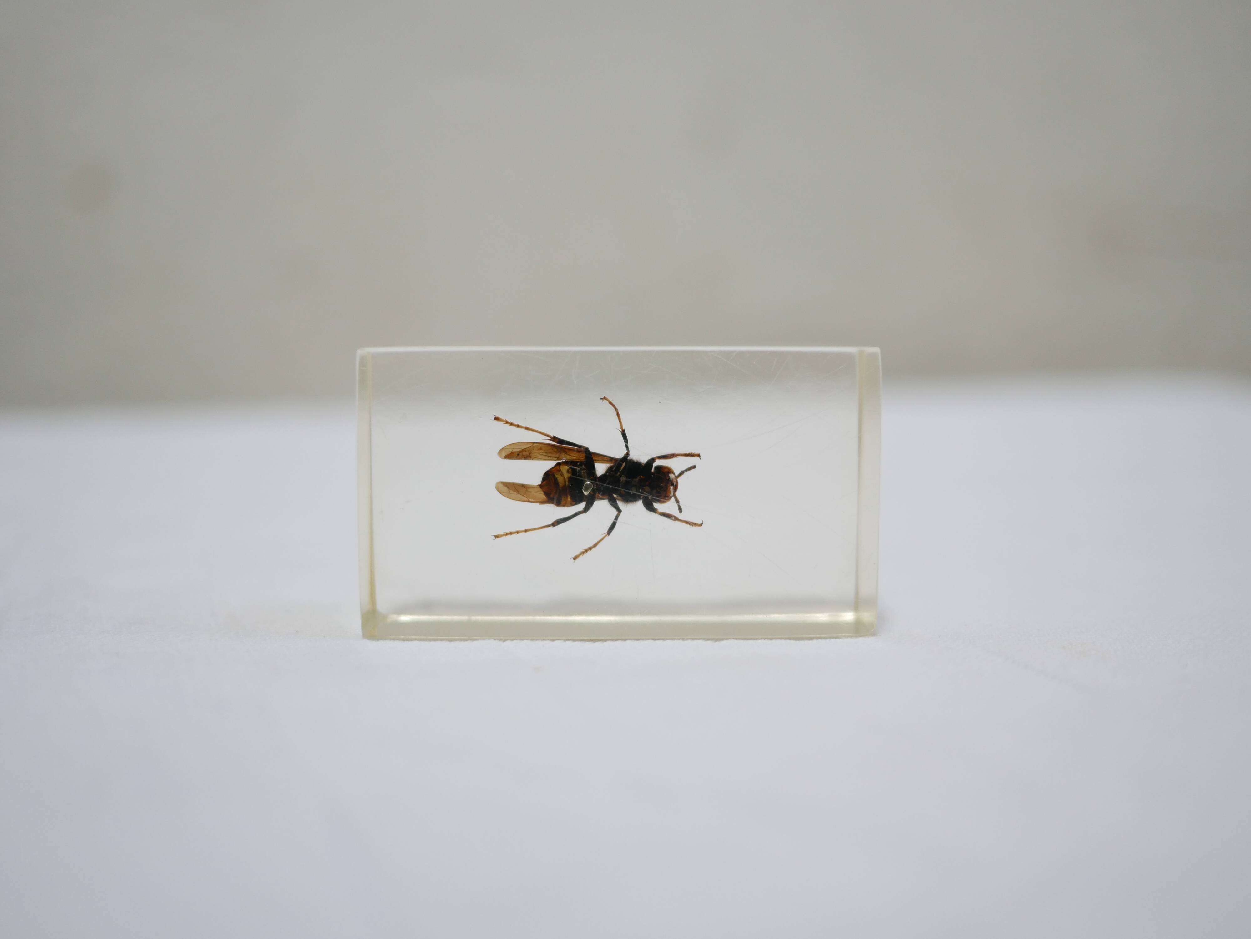 Vintage resin insect