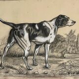 French Charcoal and white chalk drawing "English Pointer Dog Portrait",  1890s