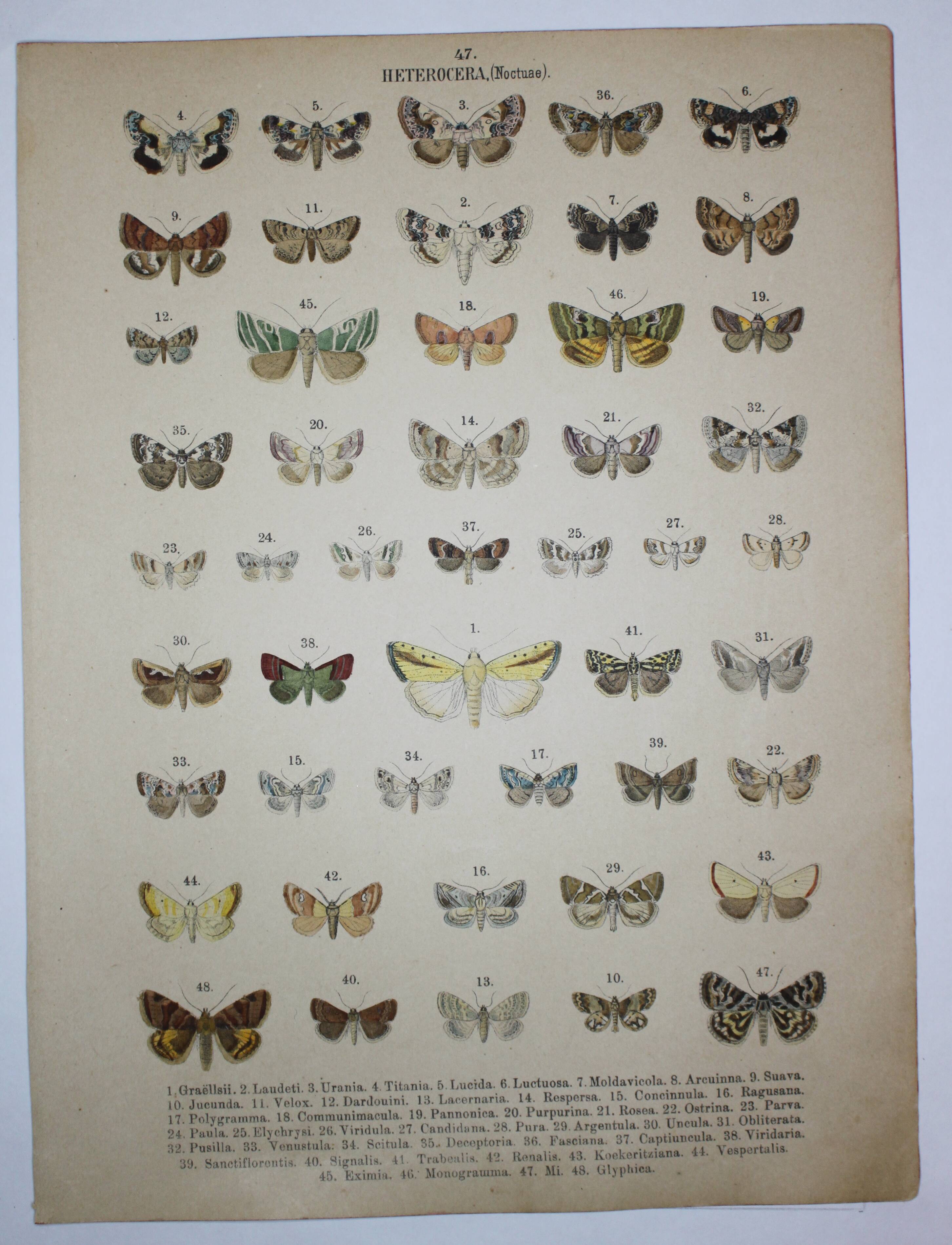 Gravure de 1887 de Papillons - Illustration  de Graellsii - Lithographie originale