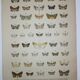 Gravure de 1887 de Papillons - Illustration  de Graellsii - Lithographie originale