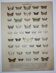 1887 engraving of Butterflies - Illustration by Graellsii - Original lithograph