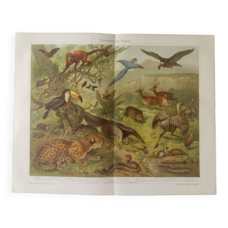 Antique print - Animals of South America - Original poster from 1909