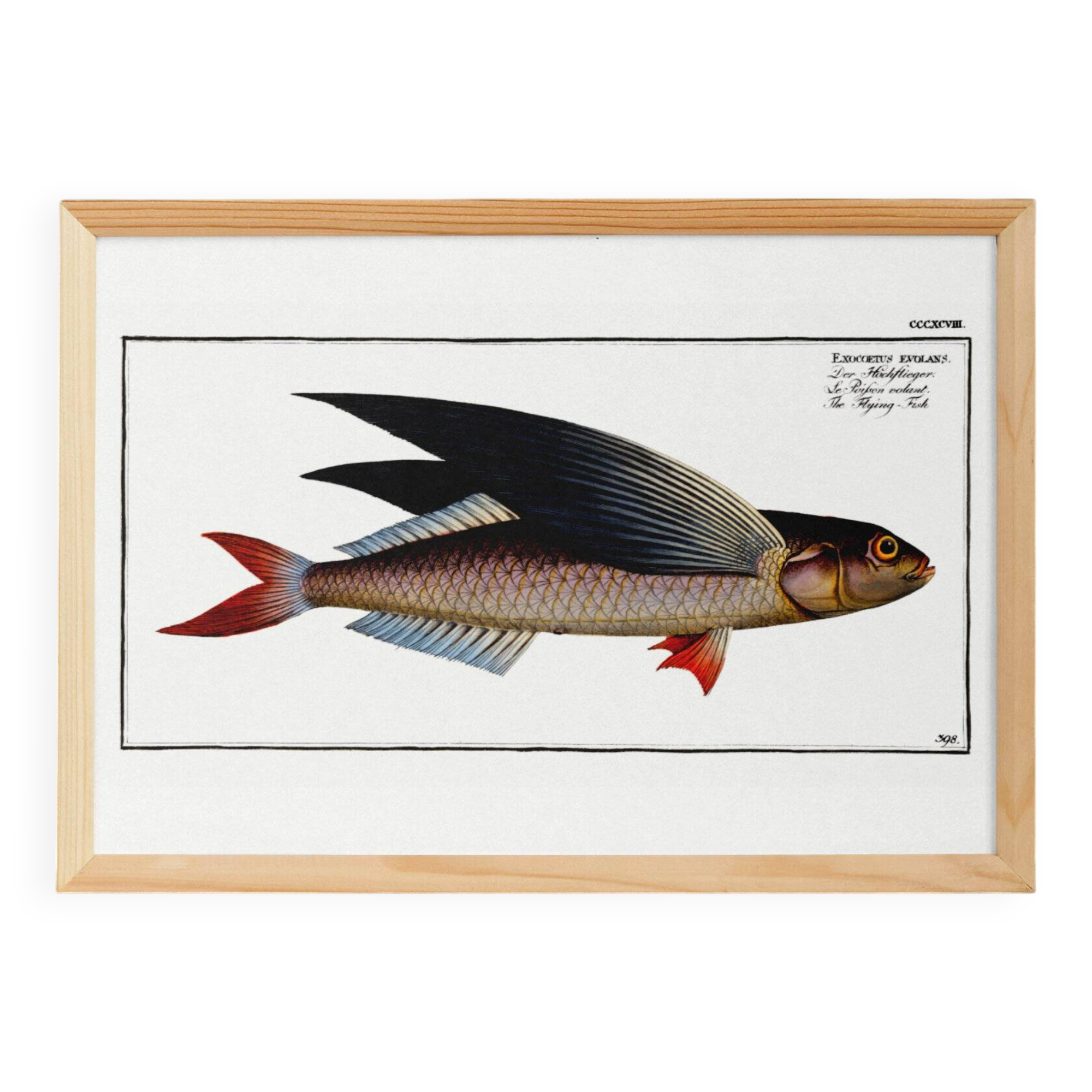 Poster about the flying fish, based on an old engraving from 1746.