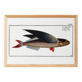 Poster about the flying fish, based on an old engraving from 1746.