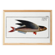 Poster about the flying fish, based on an old engraving from 1746.