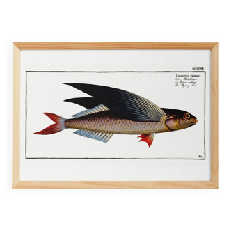 Poster about the flying fish, based on an old engraving from 1746.