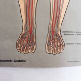 Anatomy poster XIXth