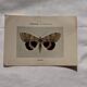 Botanical Plate 1800 Old Naturalist Engraving 19th Century Double-Sided