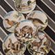 6 plates Gien 80s "Chambord"