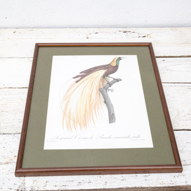 Engraving bird of paradise parrot jacques barraband